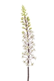Eremurus spray white/green 95cm