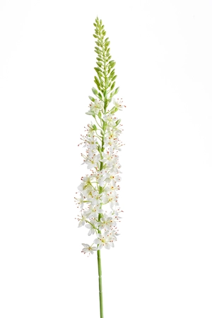 Eremurus Tak Zijde - 105cm Crme