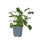 Eryngium bourgatii 'Pen Blue'