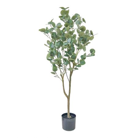 Eucalyptus in pot 120cm