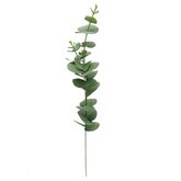 Eucalyptus tak 60cm