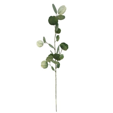 Eucalyptus tak 80cm - afbeelding 2