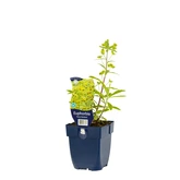 Euphorbia 'Ascot Rainbow' - afbeelding 2