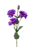 Eustoma spray purple 68cm
