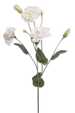 Eustoma spray cream 75cm