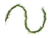 Evergreen Kunstguirlande Norfolk - L 270 x D 10 cm