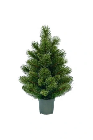 Evergreen table tree Woodland spruce 60 cm