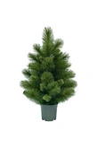 Evergreen table tree Woodland spruce 60 cm