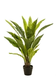 Fern asplenium 90cm