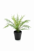 Fern blechnum 20cm in black pot 9.5