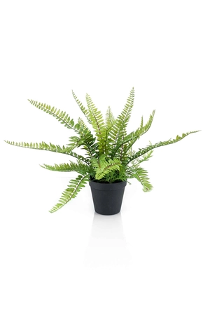 Fern bush x18 35cm in black plastic