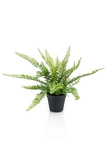 Fern bush x18 35cm in black plastic