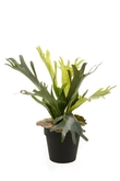 Fern staghorn 36cm/15lvs green/lt b
