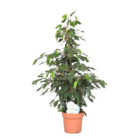 Ficus benjamina Daniëlle 140cm hoog,