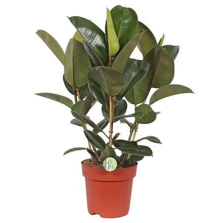 Ficus elastica 'Robusta' 85cm hoog,
