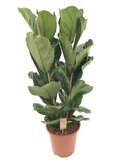 Ficus lyrata 150cm hoog,
