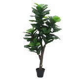 Ficus lyrata 160cm