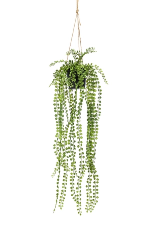 Ficus pumila hanging bush 60cm in p - afbeelding 1