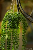 Ficus pumila hanging bush 60cm in p - afbeelding 2