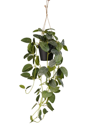 Fittonia hanging bush green/white in pot 70cm