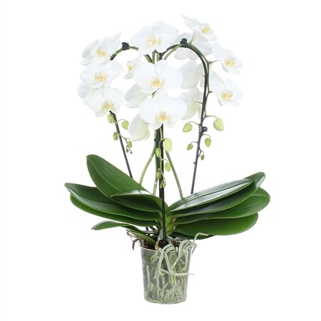 Fontano Bellagio 3spike