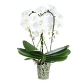 Fontano Bellagio 3spike