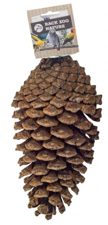 FORAGING PINE CONE