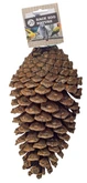 FORAGING PINE CONE