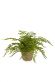 Forest fern bush in tc pot aged rou - afbeelding 1