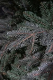 Frasier x-mas tree blue - h120xd94cm - afbeelding 3