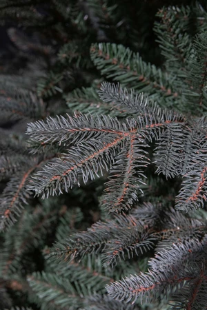 Frasier x-mas tree blue - h155xd109cm - afbeelding 3
