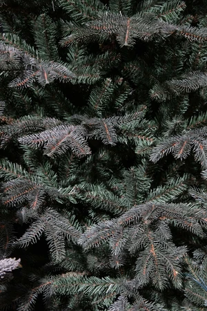 Frasier x-mas tree blue - h215xd145cm - afbeelding 2