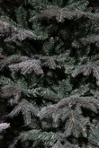 Frasier x-mas tree blue - h215xd145cm - afbeelding 2