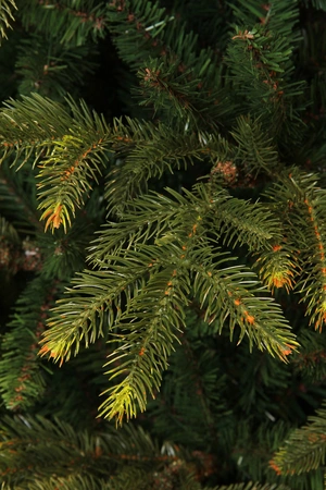 Frasier x-mas tree green - h260xd161cm - afbeelding 3