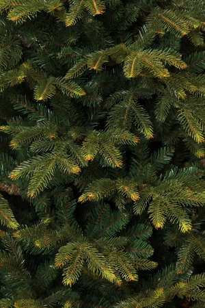Frasier x-mas tree green - h260xd161cm - afbeelding 2