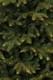 Frasier x-mas tree green - h260xd161cm - afbeelding 2