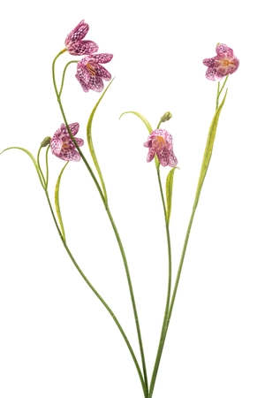 Fritillaria spray beauty 52cm