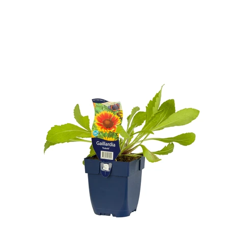 Gaillardia 'Kobold' - afbeelding 2