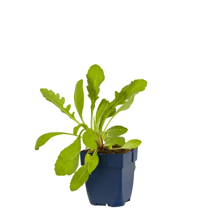 Gaillardia 'Peach' - afbeelding 1