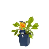 Gaillardia 'Peach' - afbeelding 2