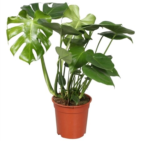 Gatenplant (Monstera deliciosa)