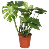 Gatenplant (Monstera deliciosa)