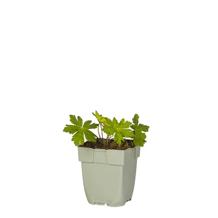 Geranium 'Anne Thomson' - afbeelding 1