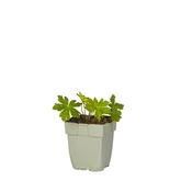 Geranium 'Anne Thomson'