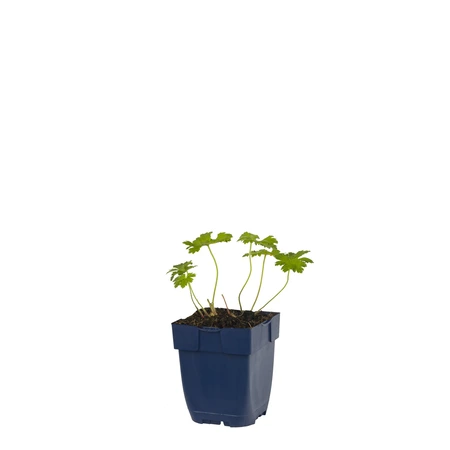 Geranium endr. 'Wargrave Pink'