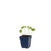 Geranium endr. 'Wargrave Pink'