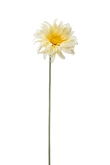 Gerbera mini spray lt yellow 50cm