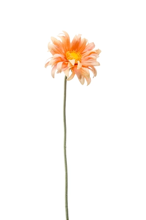 Gerbera mini spray peach 50cm