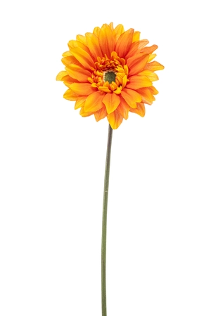 Gerbera spray REC orange 63cm