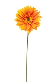 Gerbera spray REC orange 63cm